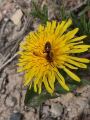 Andrena prunorum
