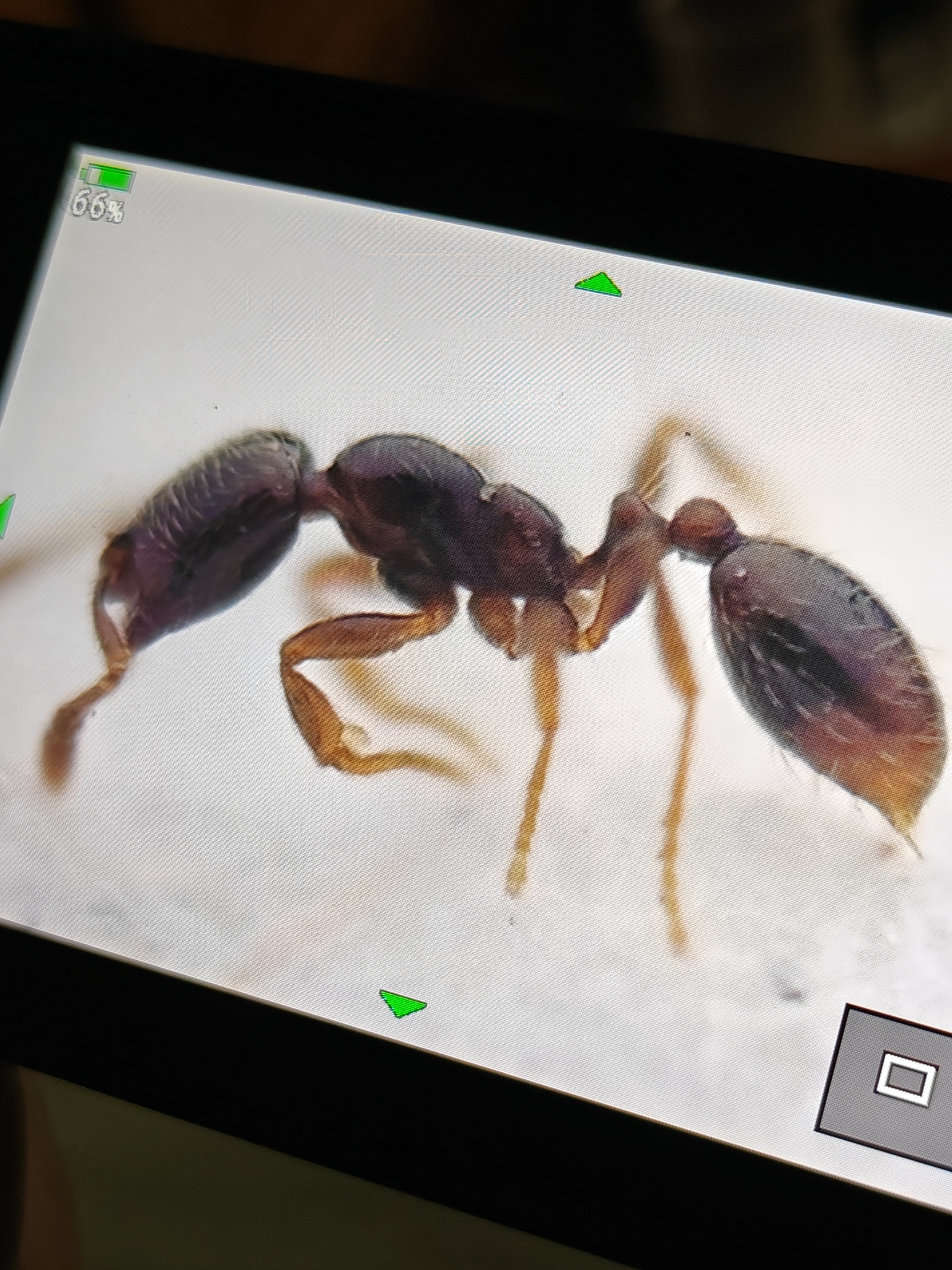 Monomorium marjoriae