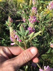 Indigofera cytisoides