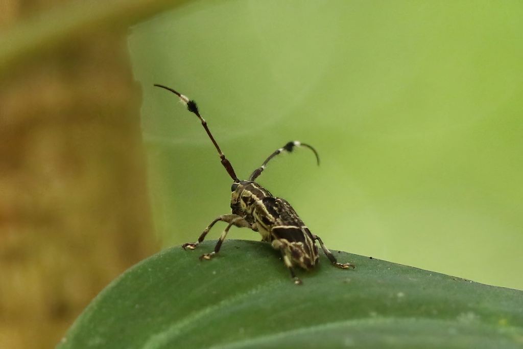 Cacia proteus
