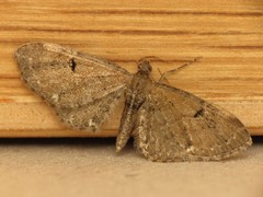 Eupithecia assimilata