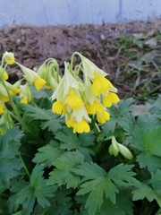 Primula veris macrocalyx