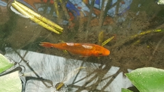 Cyprinus rubrofuscus