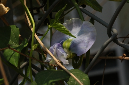 Psophocarpus tetragonolobus, photograph 5
