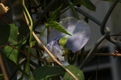 Psophocarpus tetragonolobus, photograph author not stated, no rights reserved