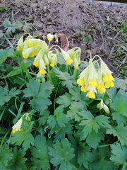 Primula veris macrocalyx