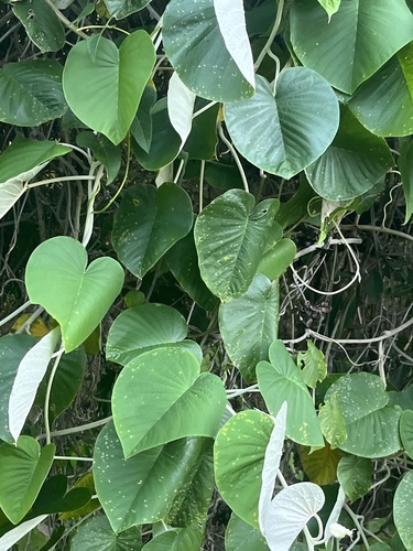 Foto de Sementes de Ololiuqui