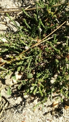 Phylica thunbergiana