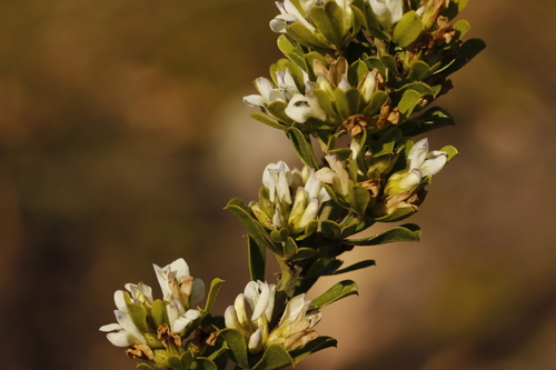 Image of Psoralea prodiens by (c) Karen Eichholz, some rights reserved (CC BY)