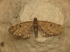 Eupithecia assimilata