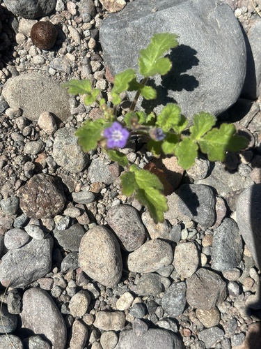 Phacelia scariosa (Phacelia scariosa)