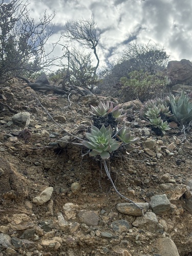 Dudleya cochimiana