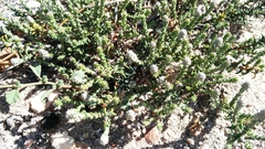 Phylica thunbergiana