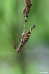 Arachnura