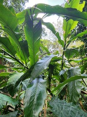 Alpinia uraiensis, photograph 胡正恆(Jackson Hu), CC BY, iNaturalist via GBIF