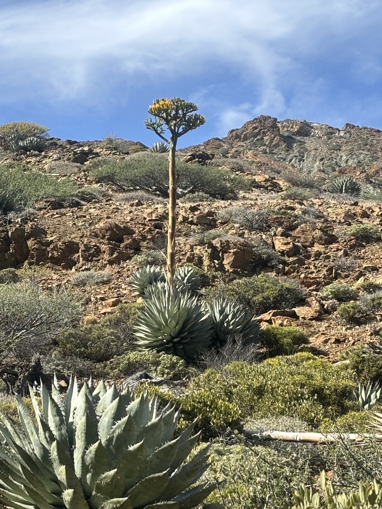 Agave sebastiana, Cedros Island, Ensenada, B.C., MX