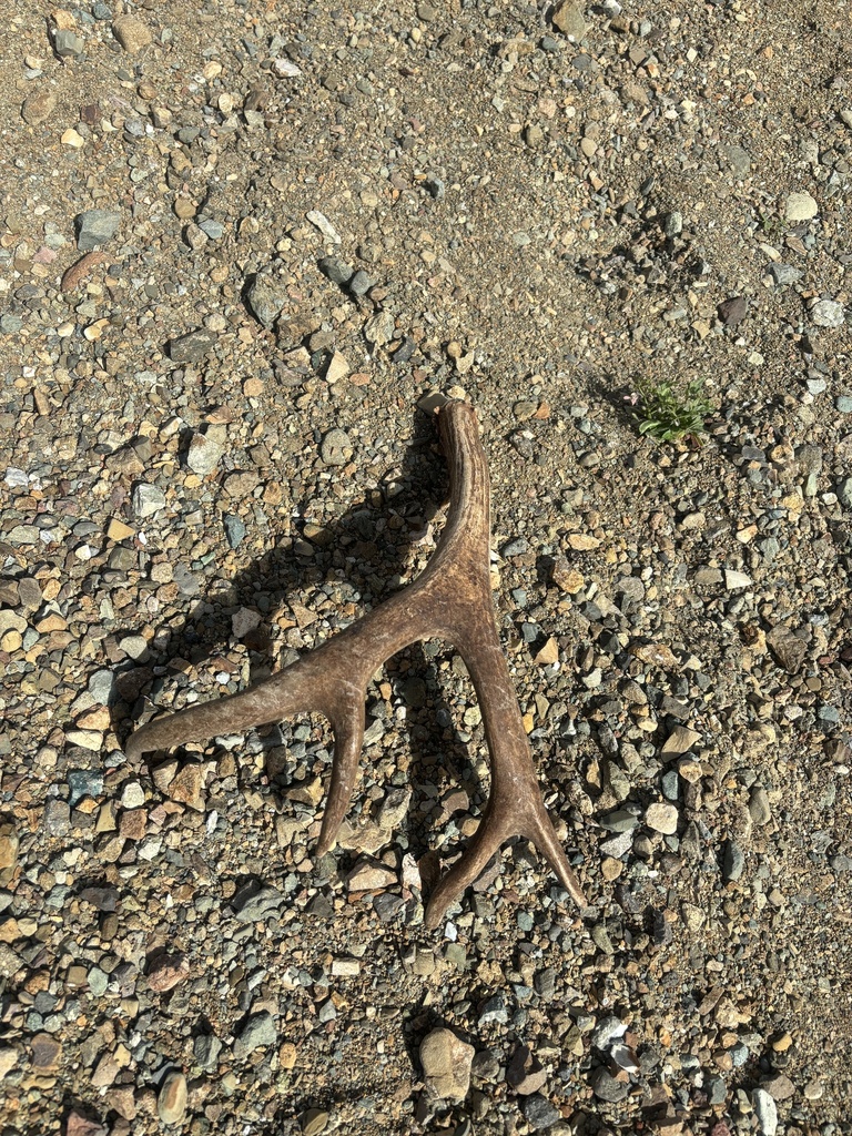 Cedros Island mule deer