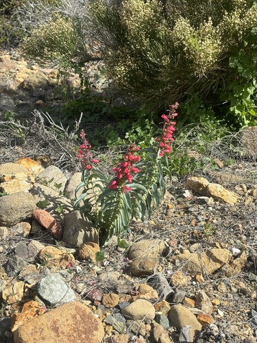Cedros Island Beardtongue (Penstemon cerrosensis)