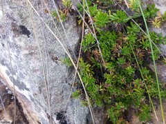 Osmitopsis parvifolia