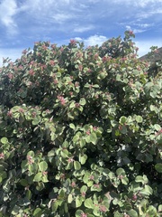 Rhus lentii