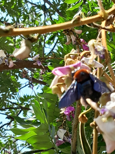 Big Red Large Carpenter Bee