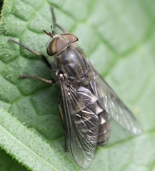 Hybomitra bimaculata