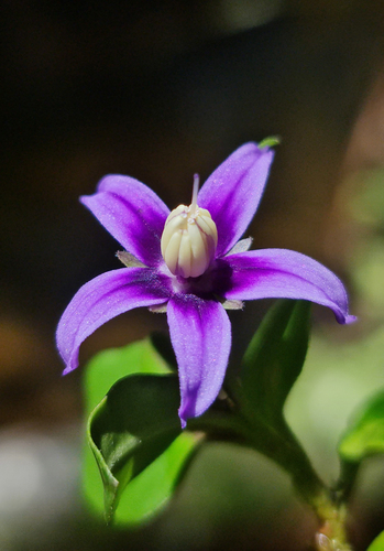 Solanum humblotii