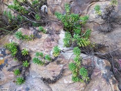 Osmitopsis parvifolia