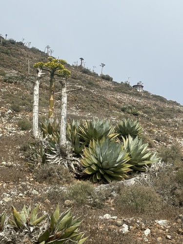 Cedros Agave (Agave sebastiana)