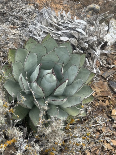 Agave sebastiana
