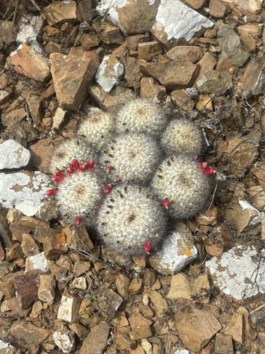 Cochemiea palmeri (Cochemiea palmeri)