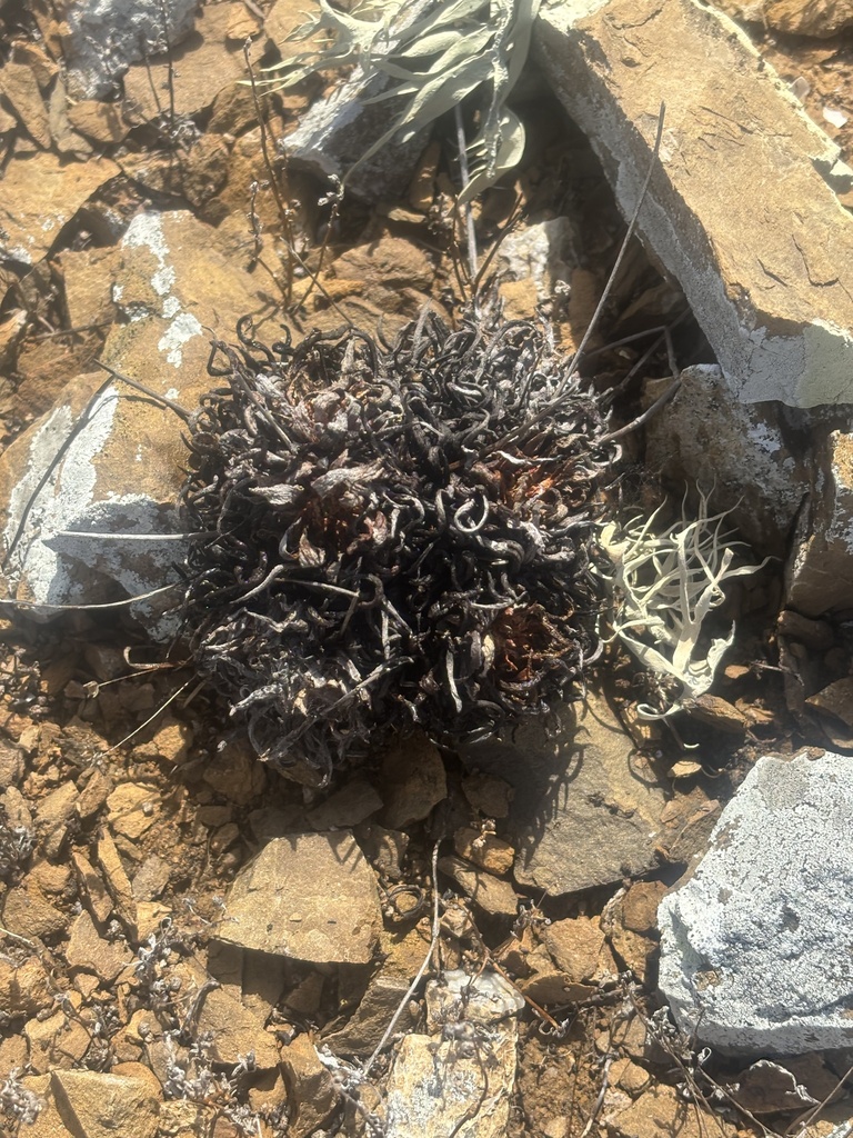 Dudleya linearis, Islas San Benito, Ensenada, B.C., MX
