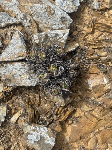 Dudleya linearis