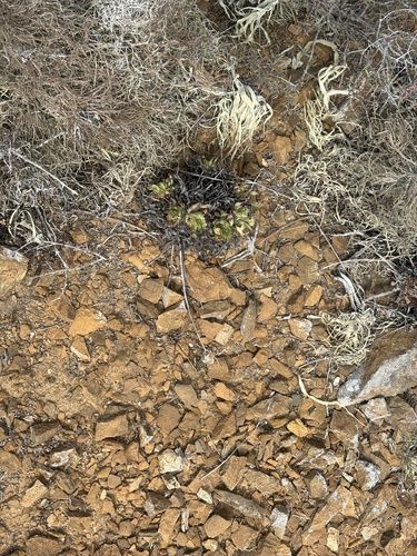 Dudleya linearis