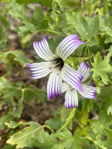 San Benito Island mallow (Malva pacifica)