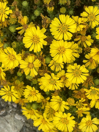 Deinandra streetsii observed 2024-03-05