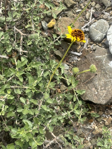 Encelia asperifolia, photograph 2