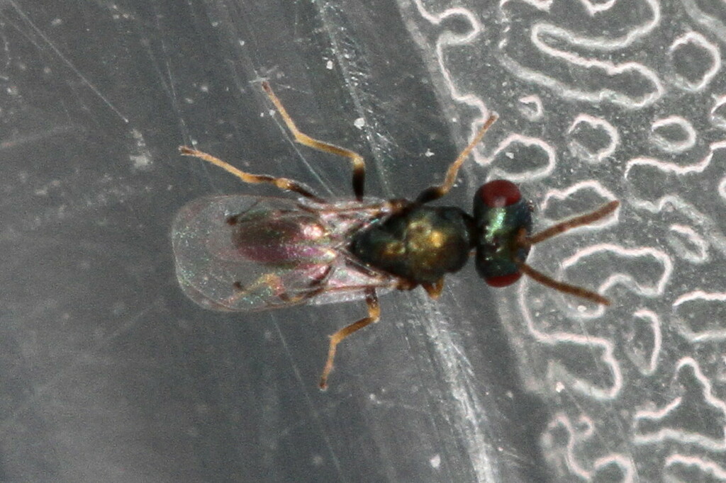 Caenacis inflexa