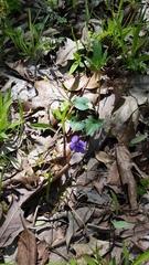 Viola palmata