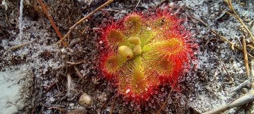 Drosera xerophila