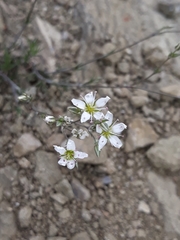 Minuartia woronowii