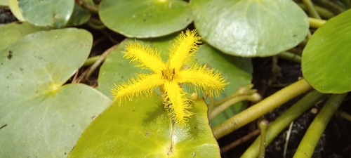 Image of Nymphoides thunbergiana by (c) Liezl van der Merwe, some rights reserved (CC BY)