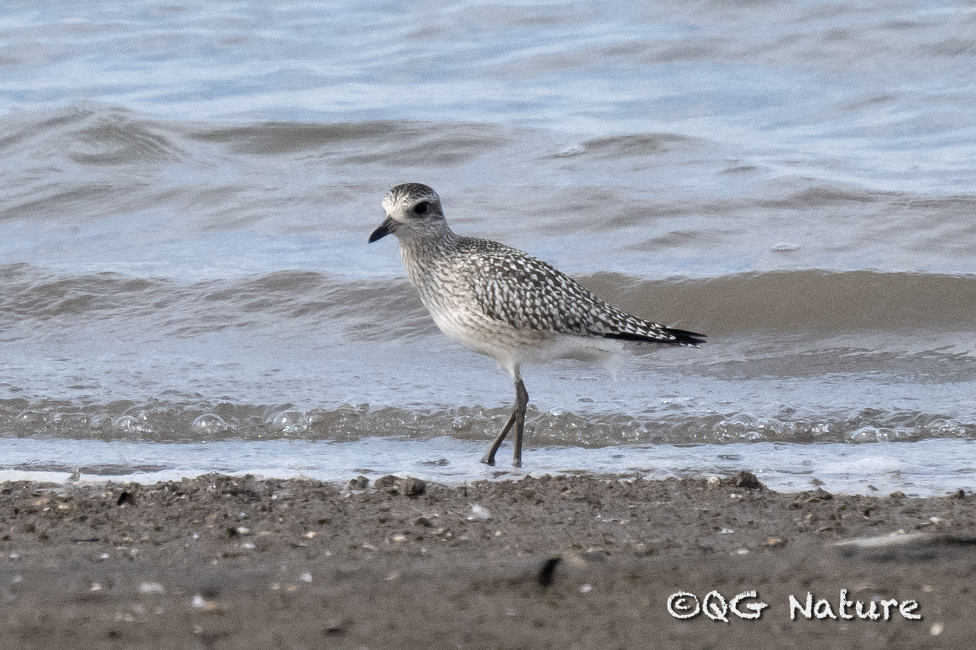 Grey Plover