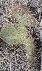 Opuntia polyacantha