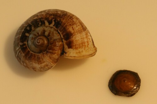 Cyclophorus woodianus observed 2024-02-25