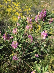 Indigofera cytisoides