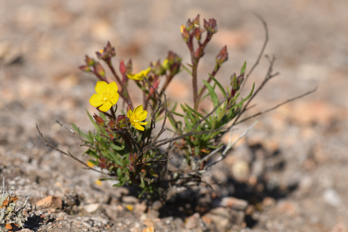 Island rushrose (Crocanthemum greenei)