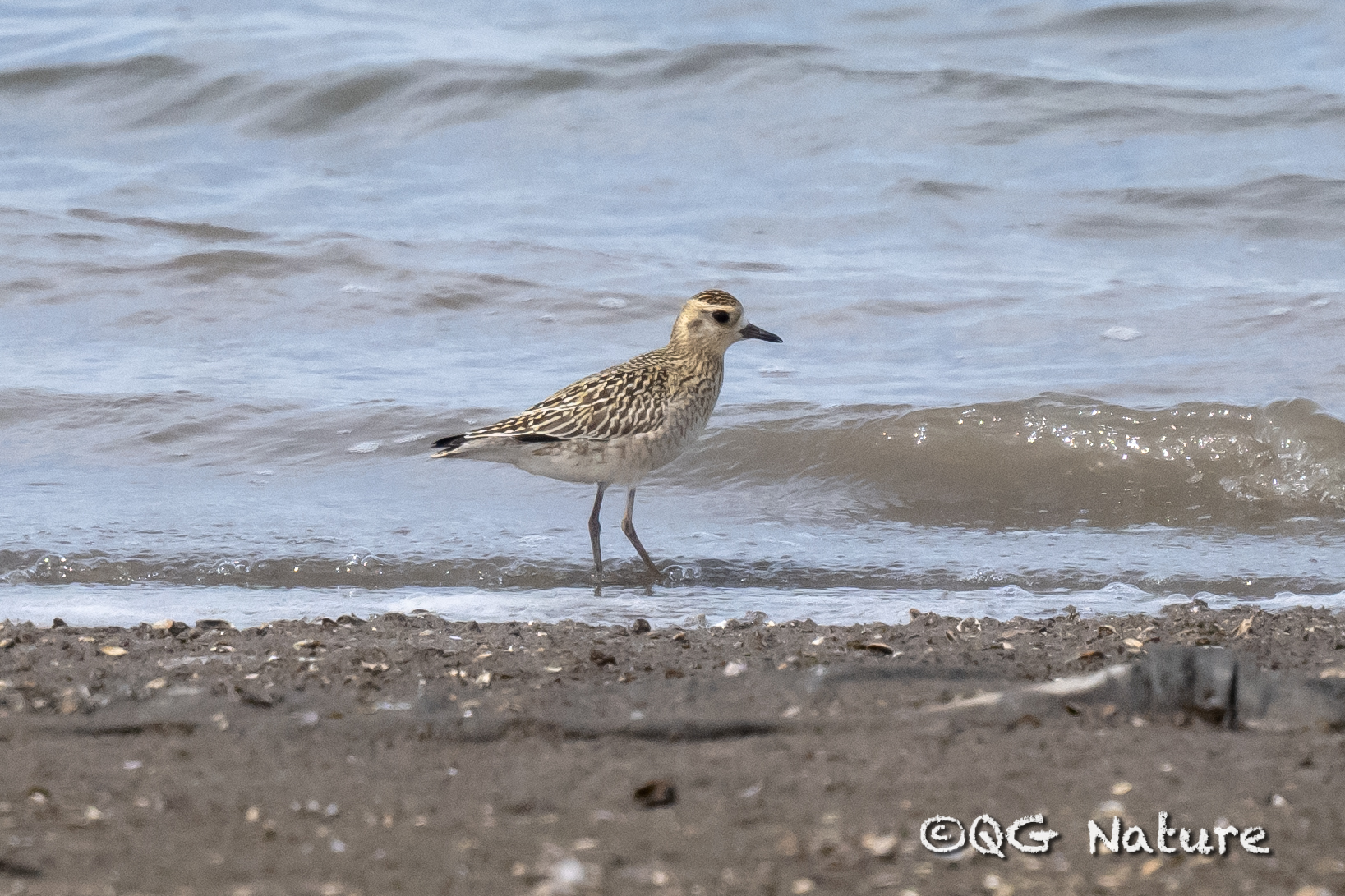 Pacific Golden Plover