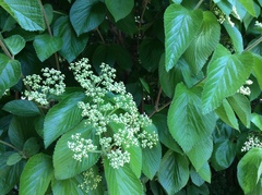 Viburnaceae