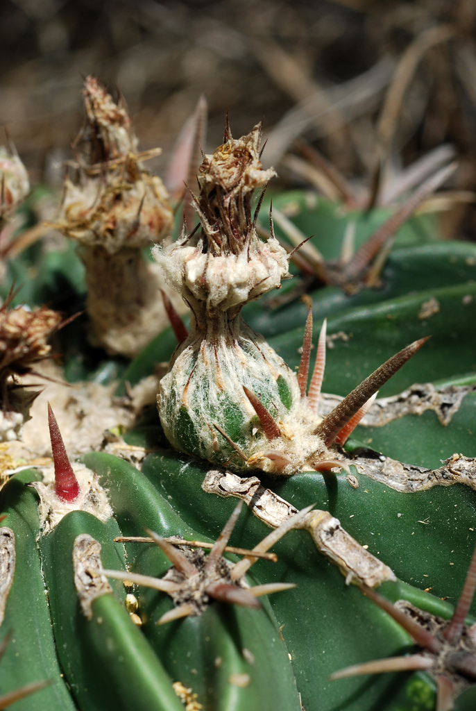 Horse Crippler Cactus from Starr County, TX, USA on March 25, 2016 at
